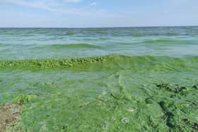 The lough has been blighted with blue-green algae in recent summers, with noxious blooms covering large swathes of the surface.