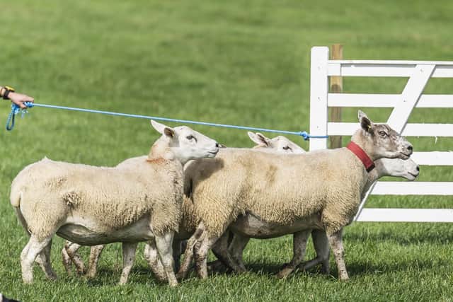 The PSNI are appealing for help to halt the persistent theft of significant numbers of sheep worth a "huge" amount of money from the Ballymoney area.
Photo credit should read: Danny Lawson/PA Wire