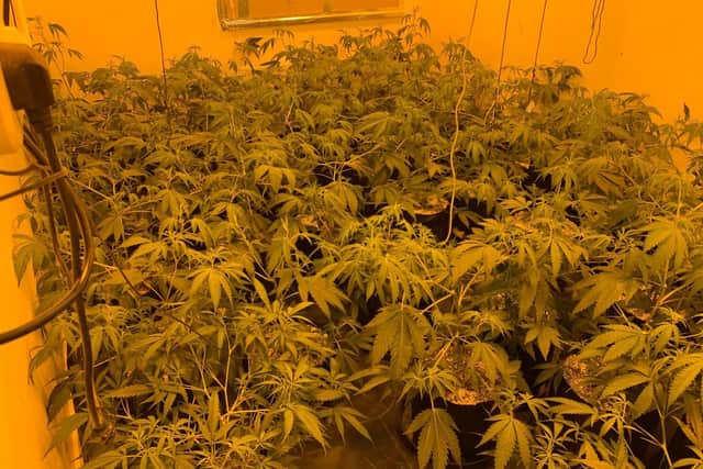 Police raided a house in Tandragee that was being used as a cannabis factory.