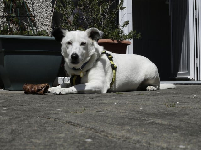 Casper is worried by busy environments and needs a quiet adult only home with no visiting children and few visiting adults.
He does find walks stressful and so needs a home with a decent sized secure garden where he has plenty of space to run and play and where he will not have to be taken out for walks.
