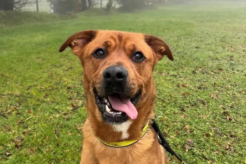 Meet Thor! This dashing boy is a Labrador/Boxer Crossbreed and only 1 year old. Thor is looking for an active home that will take him on long walks where he can do his favourite thing, sniff out new smells! His home must have these walking locations close by as he doesn't enjoy trips in the car. As he is an active young dog, Thor will need plenty of mental stimulation through enrichment games and activities. Working on his training will also keep him busy! He already knows 'sit', 'paw', 'up' and 'wait', what a clever boy!