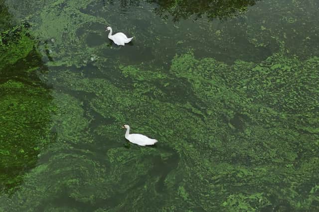 Blue-green algae on the River Bann where it meets Lough Neagh near the village of Toome. Picture date: Tuesday August 6, 2024.