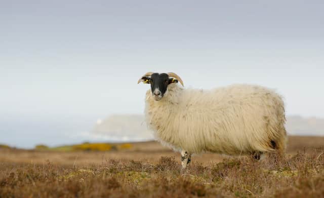 Sheep and other livestock from Great Britain may not be able to enter Northern Ireland for over two years under EU rules. (Picture: Cliff Donaldson)