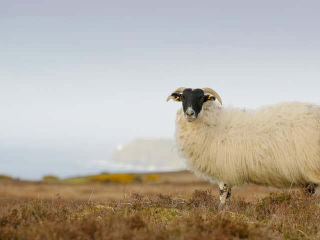 Sheep and other livestock from Great Britain may not be able to enter Northern Ireland for over two years under EU rules. (Picture: Cliff Donaldson)