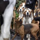 A previous attempt by Alliance MLA John Blair to ban hunting with dogs failed after failing to secure the support of Sinn Fein and most of the DUP's MLAs. The UUP backed a ban - but now its rural affairs spokesperson has urged caution.