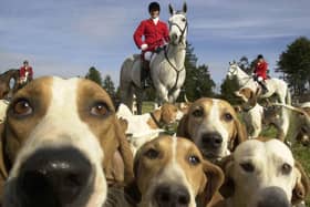 Alliance is seeking to ban fox hunting in NI. John Blair MLA says he will bring proposals to outlaw hunting with dogs through a private members bill - if and when the Assembly returns.