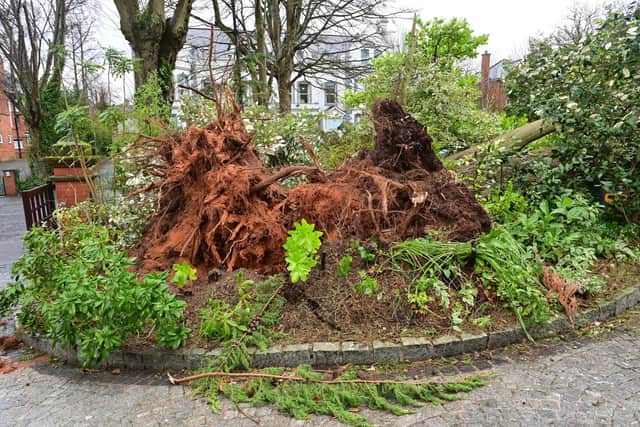Trees down in Adelaide Park in South Belfast this morning with Storm Eowyn. PICTURE BY Arthur Allison/Pacemaker Press