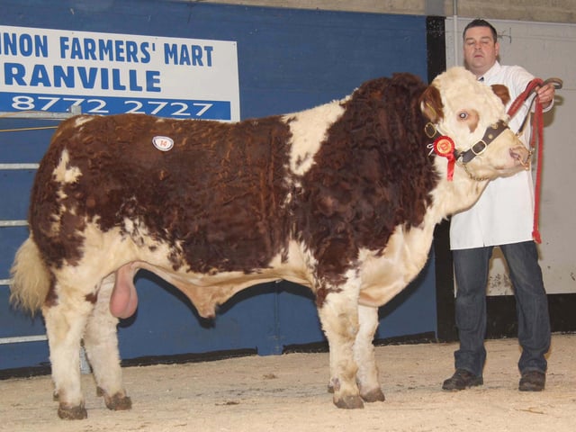 Top priced bull at the NI Simmental Club's Dungannon show and sale was Scribby Farms Barney which realised 4,200gns for Messrs Nelson, Rosslea, Co Fermanagh. Picture: Julie Hazelton