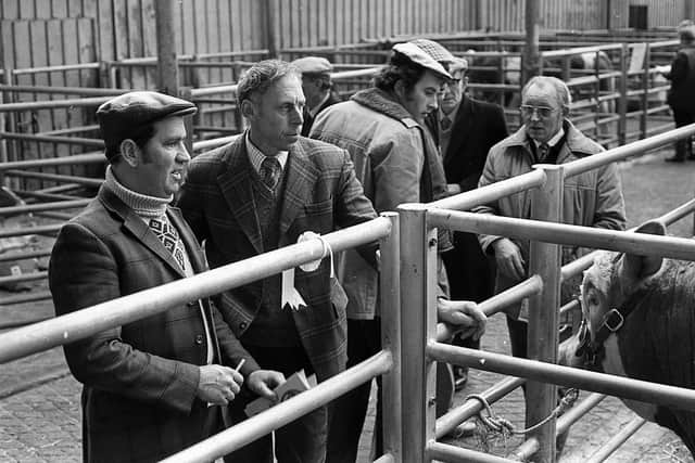 Viewing some of the Simmental cattle at the breed show and sale which was held at the Automart, Portadown in March 1983. Picture: Farming Life/News Letter archives