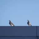 Pigeons on the roof of a building
