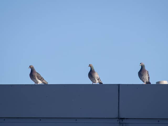 Pigeons on the roof of a building