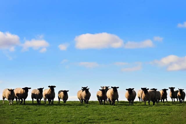 Sheep in a Field near Antrim