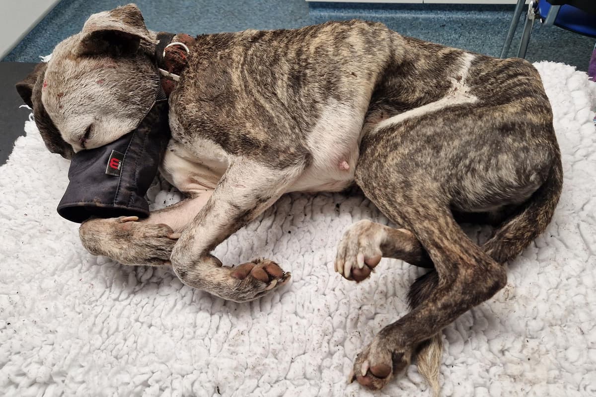 Dog beaten and buried alive cried tears of distress before being put to sleep