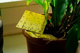 Fungus gnats on a yellow sticky trap.