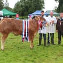 The supreme cattle champion at Clogher Valley Show