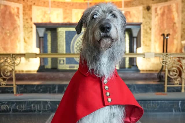 Seamus, the Irish Guards' Wolfhound, stars in Coronation Tailors: Fit for a King on BBC 2