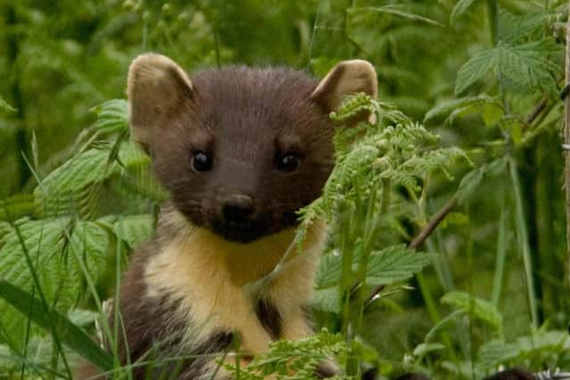 A new survey report by Ulster Wildlife has shown significant pine marten expansion across all counties since 2017