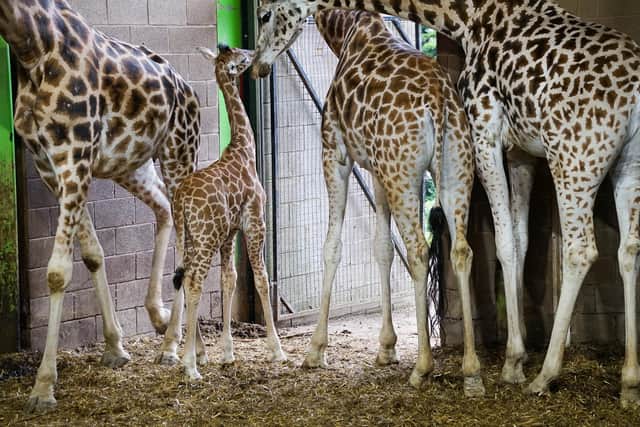 Giraffes are globally recognized and adored animals, yet they are encountering growing dangers in their natural habitat, such as poaching and loss of living space. Rothschild's giraffes are among the most at risk of the nine-giraffe subspecies.