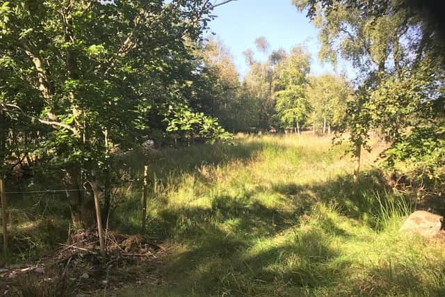 Tallynagardy Wood in Co Down. Planners had okayed a housing development over more than one-third of it, but that decision was overturned by politicians.
