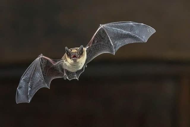 The pipistrelle bat is the most common species found in the UK. Did you know that bats are the only flying mammal?
