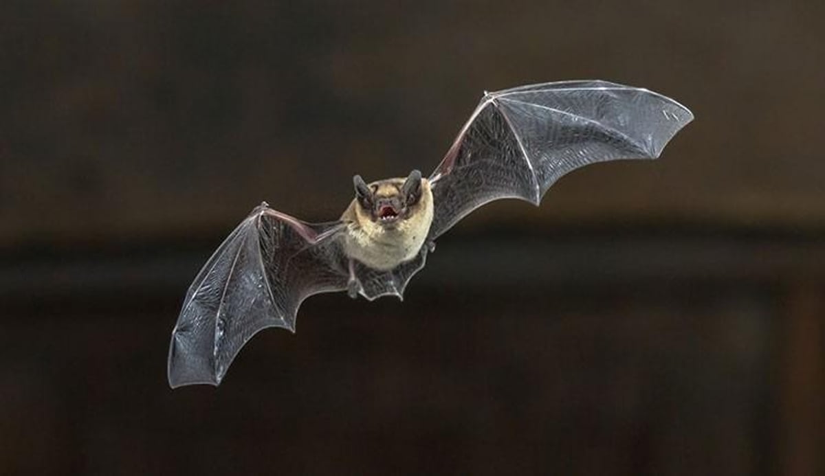Bat bonanza: Entice bats into your garden this spooky season for a batty Halloween