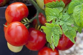Growing your own tomatoes is a fairly straightforward process and the results should be delicious