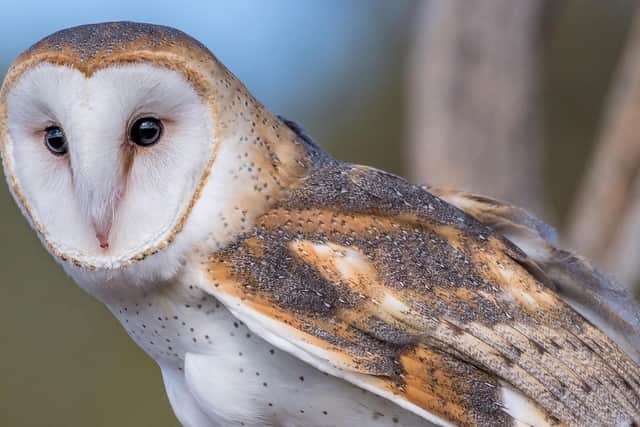 Ulster Wildlife is doing what it can to preserve Northern Ireland's small barn owl population. But according to their 2022 report, there was a significant increase in the population over the past year