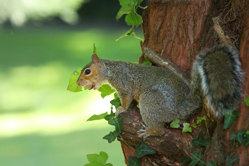 General view of a squirrel n Botanic Gardens, Belfast this afternoon as the Northern Ireland experienced warm weather over the weekend. 

Photograph by Declan Roughan