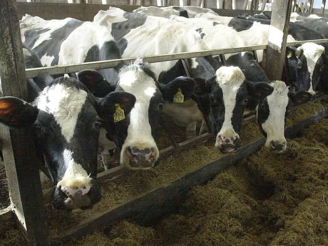 Dairy cows. Photo: Allan Hutchings