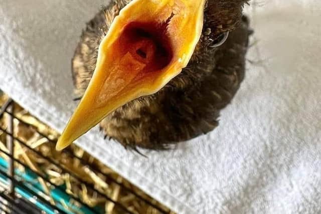 Please - If you find a bird, NEVER put water in it's mouth. The little hole you can see at the back of this birds tongue is their airway.