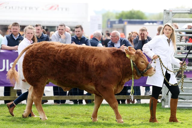 Day one of the Balmoral Show