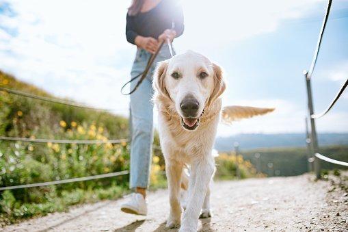 Golden Retriever's are typically very sociable and get along well with people of all ages, including children. 

Golden Retrievers often have a natural affinity for children and are known for their patience and tolerance, making them an excellent choice for families with young kids.