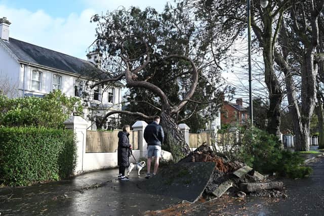 Fallen trees on the historic Cyprus Avenue in East Belfast caused by Storm Eowyn. Picture: Michael Cooper