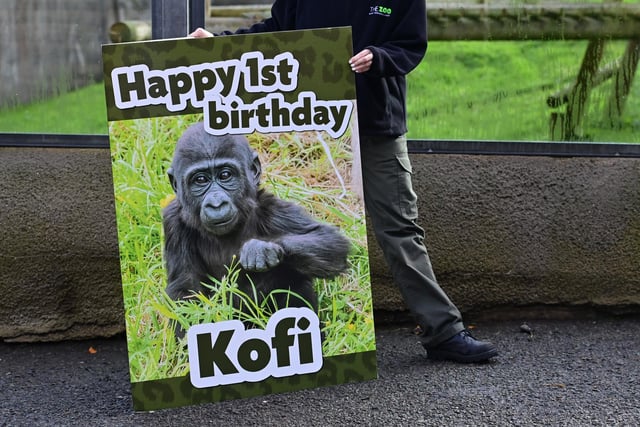 Kofi enjoy’s some Birthday treats to celebrate his 1st Birthday at Belfast Zoo on Thursday.