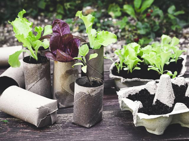 Biodegradable pots including toilet roll inner tubes and egg cartons.  .