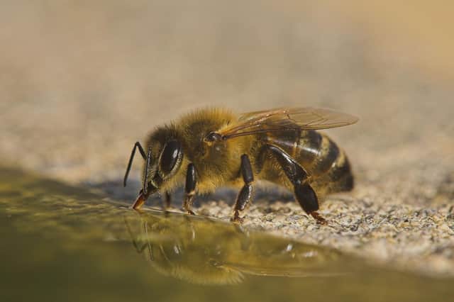 A bee drinking from a bird bath.