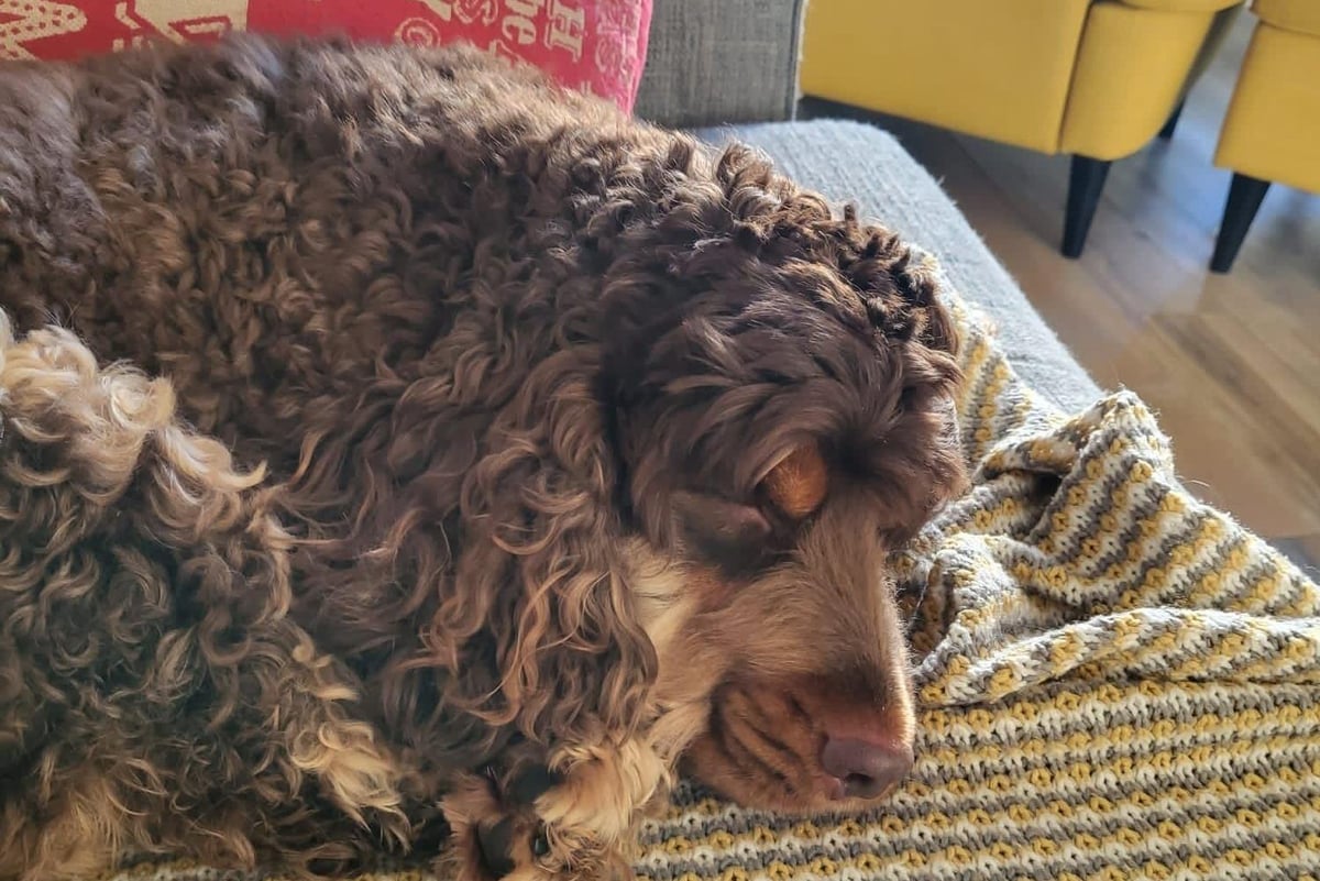 Missing cocker spaniel dog Evie found after huge community response to search appeal
