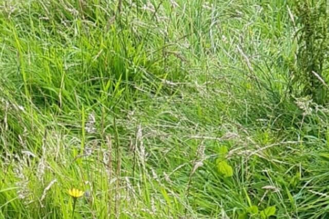 Antrim and Newtownabbey councillors are demanding answers over the lack of grass cutting in the borough