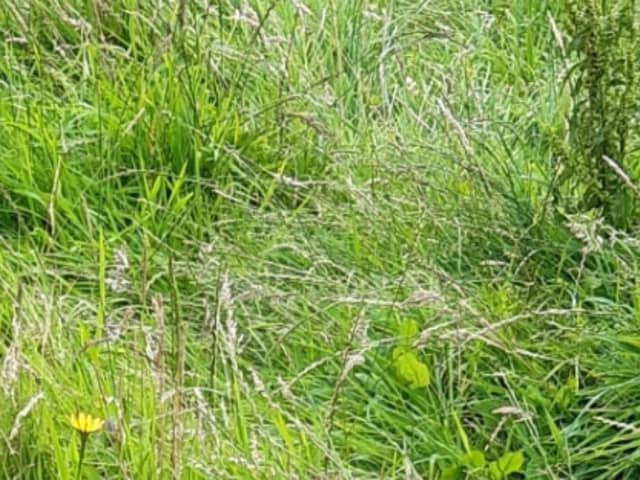 Antrim and Newtownabbey councillors are demanding answers over the lack of grass cutting in the borough