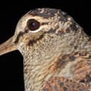 Close-up of a woodcock showing its beautiful plumage. c.Owen Williams