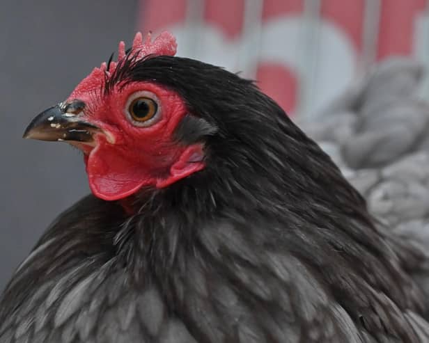 Poultry are returning to the Balmoral Show in 2024 for this first time since 2019.