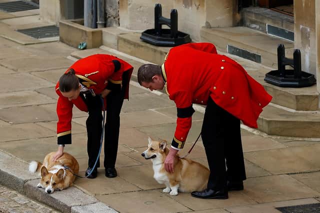 The Queen's two corgis, Muick and Sandy, are seen during the Ceremonial Procession through Windsor Castle to a Committal Service at St George's Chapel.