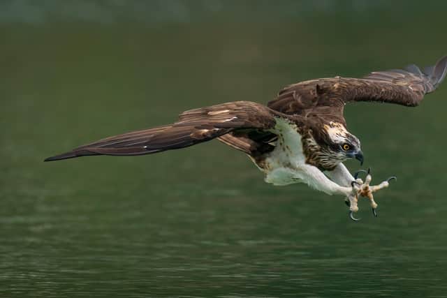 Osprey are a magnificent fish-eating bird of prey that became extinct in Ireland many years ago. The NPWS has been researching and preparing for the potential reintroduction of these birds for a number of years and now expects to reach a significant milestone with the arrival of the first 12 Osprey chicks in July. Picture: Ching - stock.adobe.com