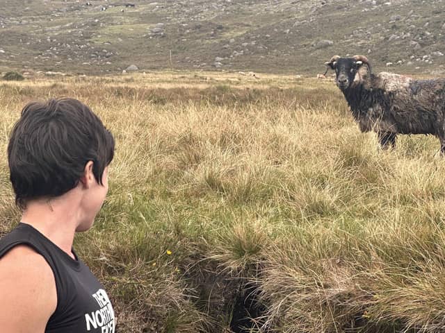 Lynne Troughton looks on at the rescued sheep following the incident in the Mournes last weekend