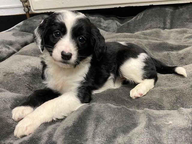 Calyso is an under 6-month-old Collie Border Cross.
This beautiful girl who could share her new home with another animal.