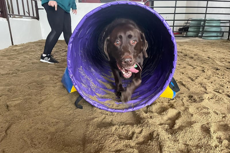 Local dog enjoying the tunnel at Off Lead Agility in Donemana