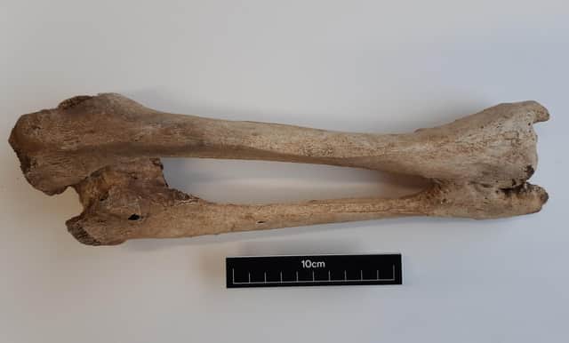 Right tibia and fibula bones belonging to one of the skeletons