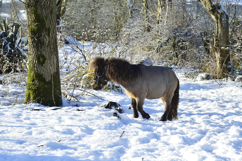 Rambo the Mini Shetland pony pictured outside Ballyclare this morning after heavy overnight snow and ice.