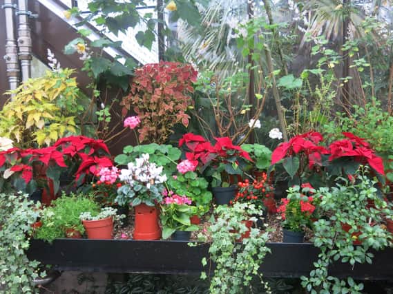 Colourful plants in a greenhouse in winter.