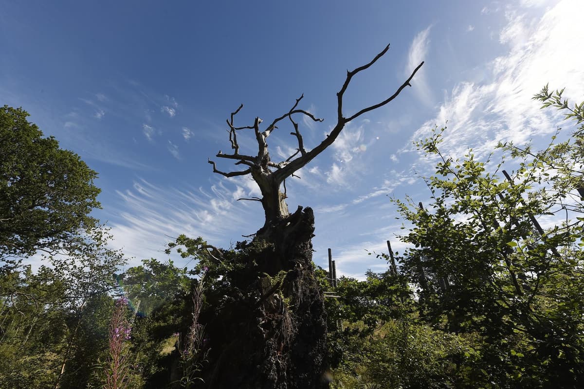 Ancient tree in Belvoir Forest Park in running for for Woodland Trust UK prize